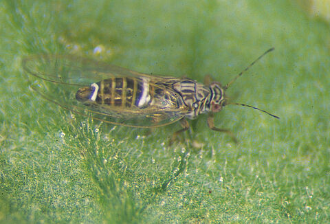 Potato/tomato psyllid