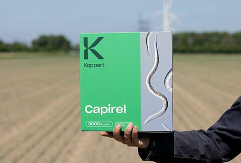 Beneficial nematodes for bean seed fly control