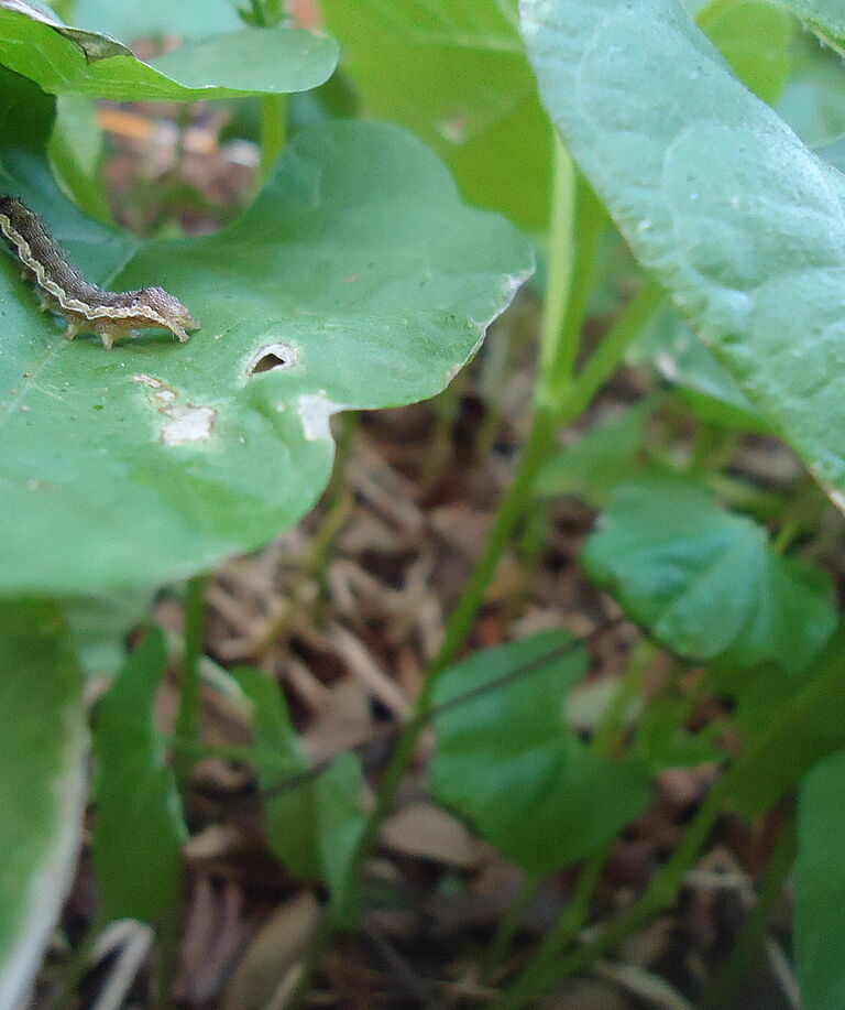Bean damage caused by the Cotton bollworm Helicoverpa armigera