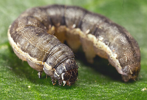 Beet armyworm