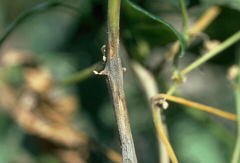 Podredumbre carbonosa