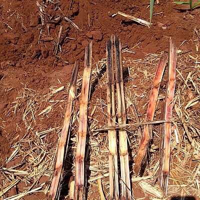 Black rot of pineapple Ceratocystis paradoxa Stem Damage