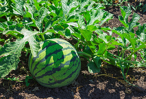 Melón