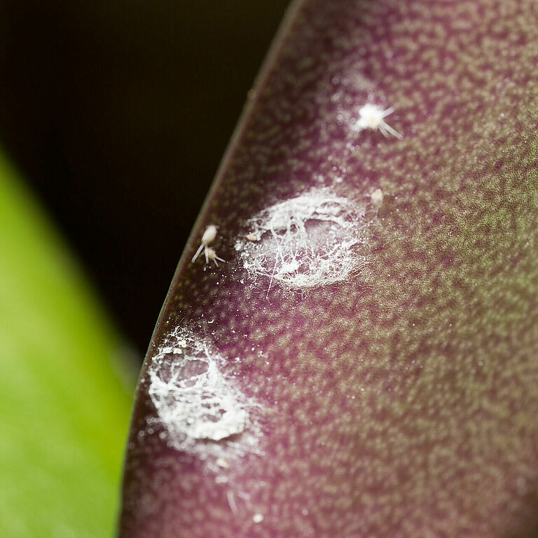 Long-tailed mealybug Pseudococcus longispinus infestation