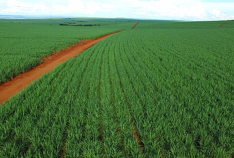 Caña de azúcar