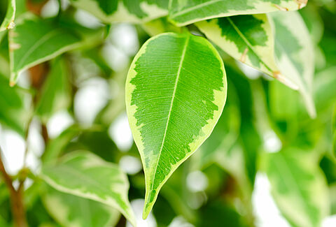 Plantas verdes en maceta
