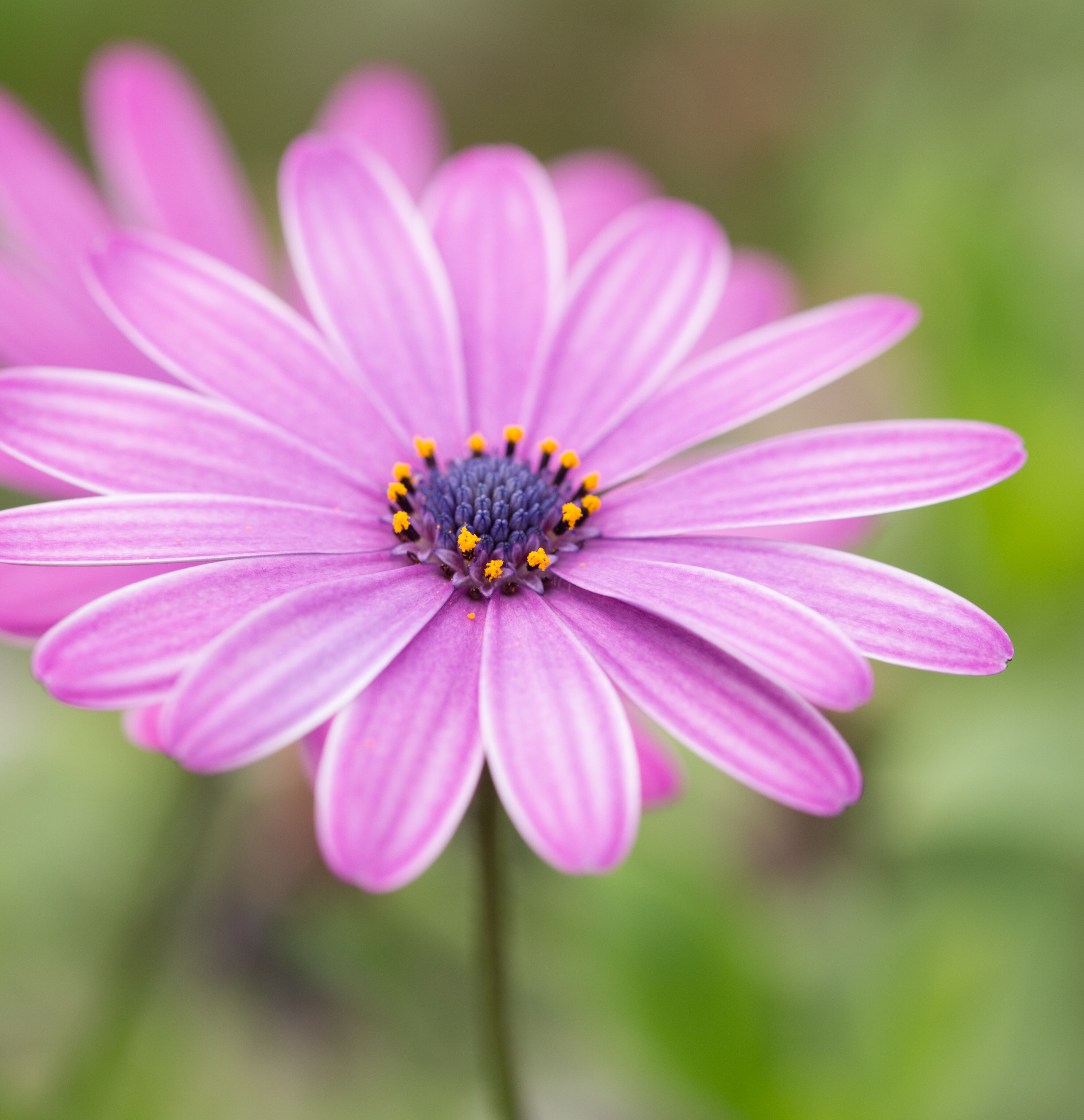 Interceptor – Folleto