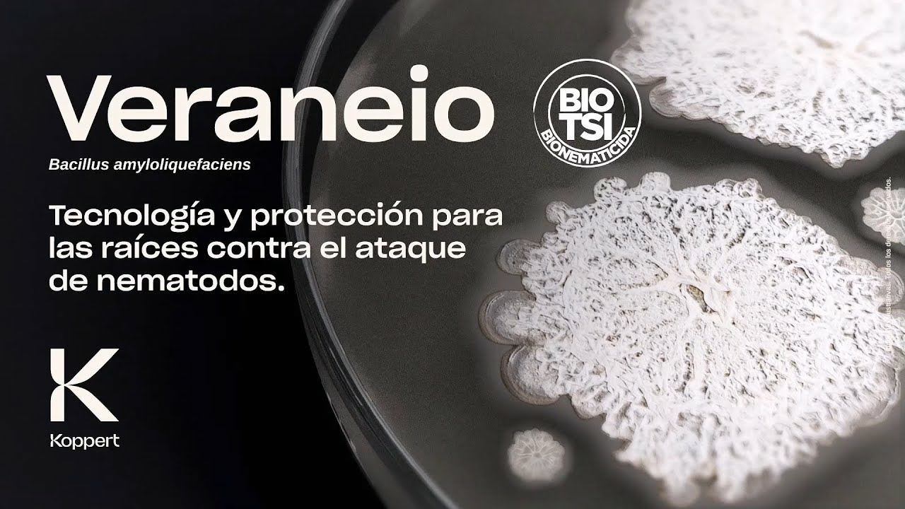 Veraneio (Bacillus amyloliquefaciens): Protección para las raíces contra el ataque de nematodos Veraneio (Bacillus amyloliquefaciens): Protección para las raíces contra el ataque de nematodos