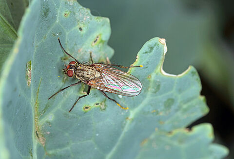 Cabbage root fly