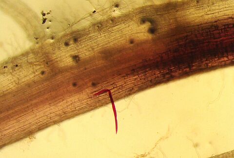 Nematodo lesionador de la raíz