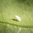 Greenhouse whitefly Trialeurodes vaporariorum Adult Illustration