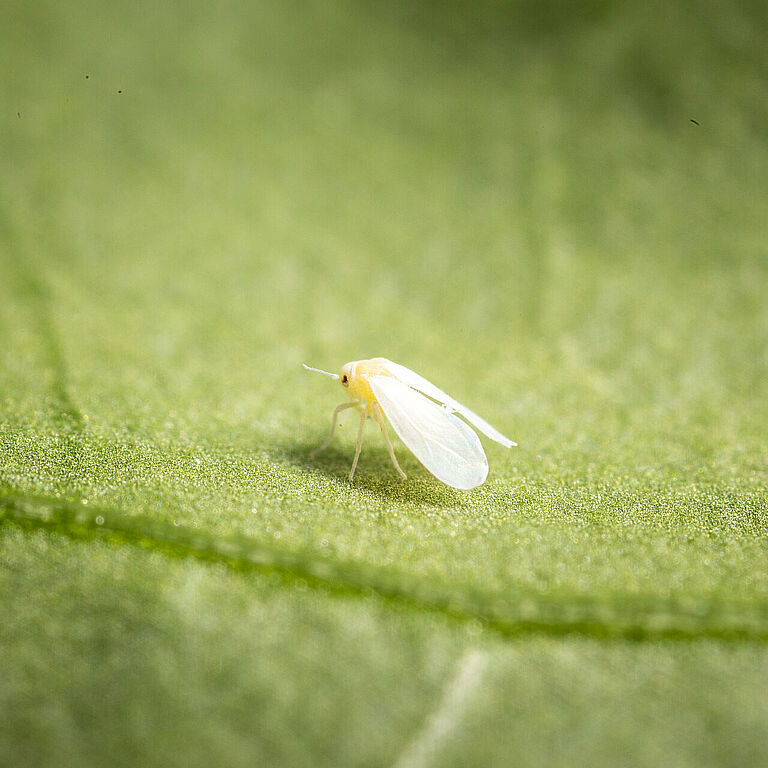 Greenhouse whitefly Trialeurodes vaporariorum Adult Illustration