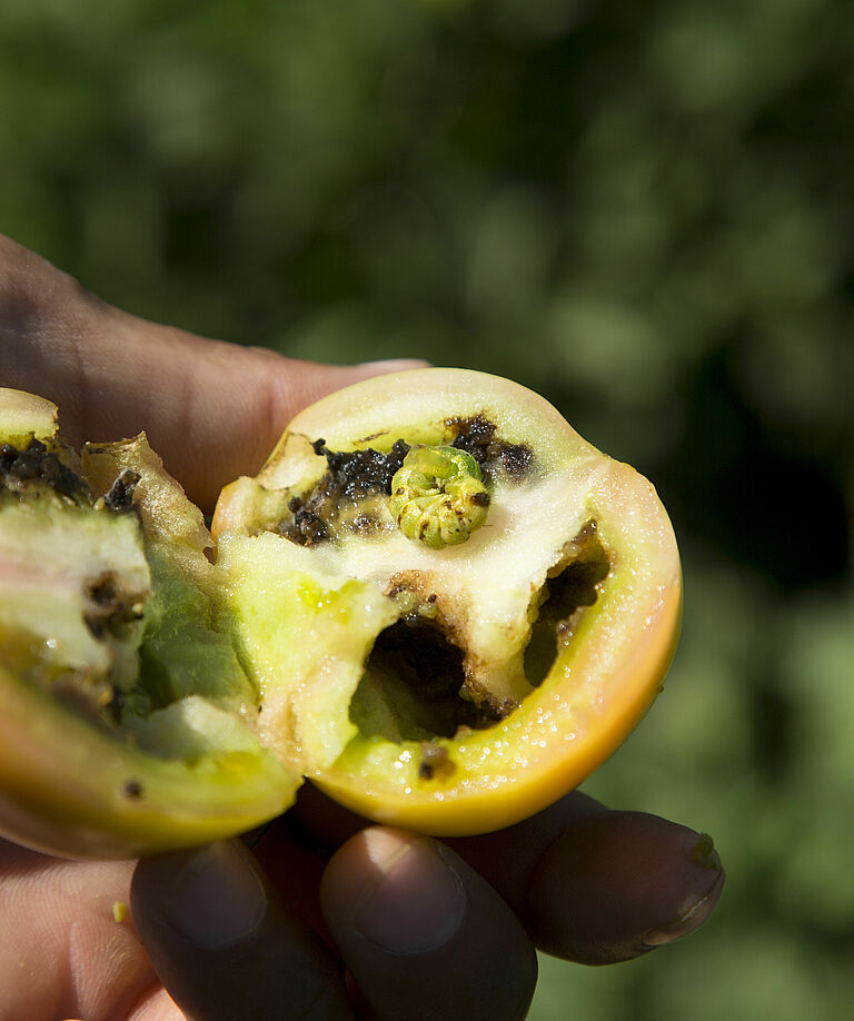 Larva of the Cotton bollworm Helicoverpa armigera in tomato fruit