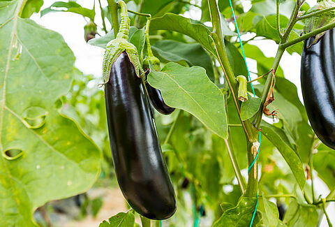 Berenjena