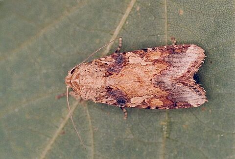 Spodoptera cosmioides