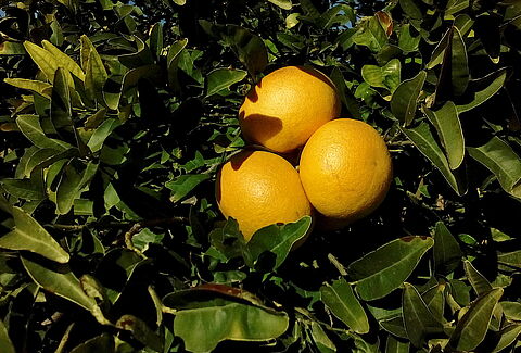 Pomelo