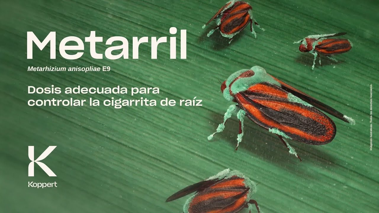 Metarril (Metarhizium anisopliae E9): Dosis adecuada para controlar la cigarrita de raíz. Metarril (Metarhizium anisopliae E9): Dosis adecuada para controlar la cigarrita de raíz.