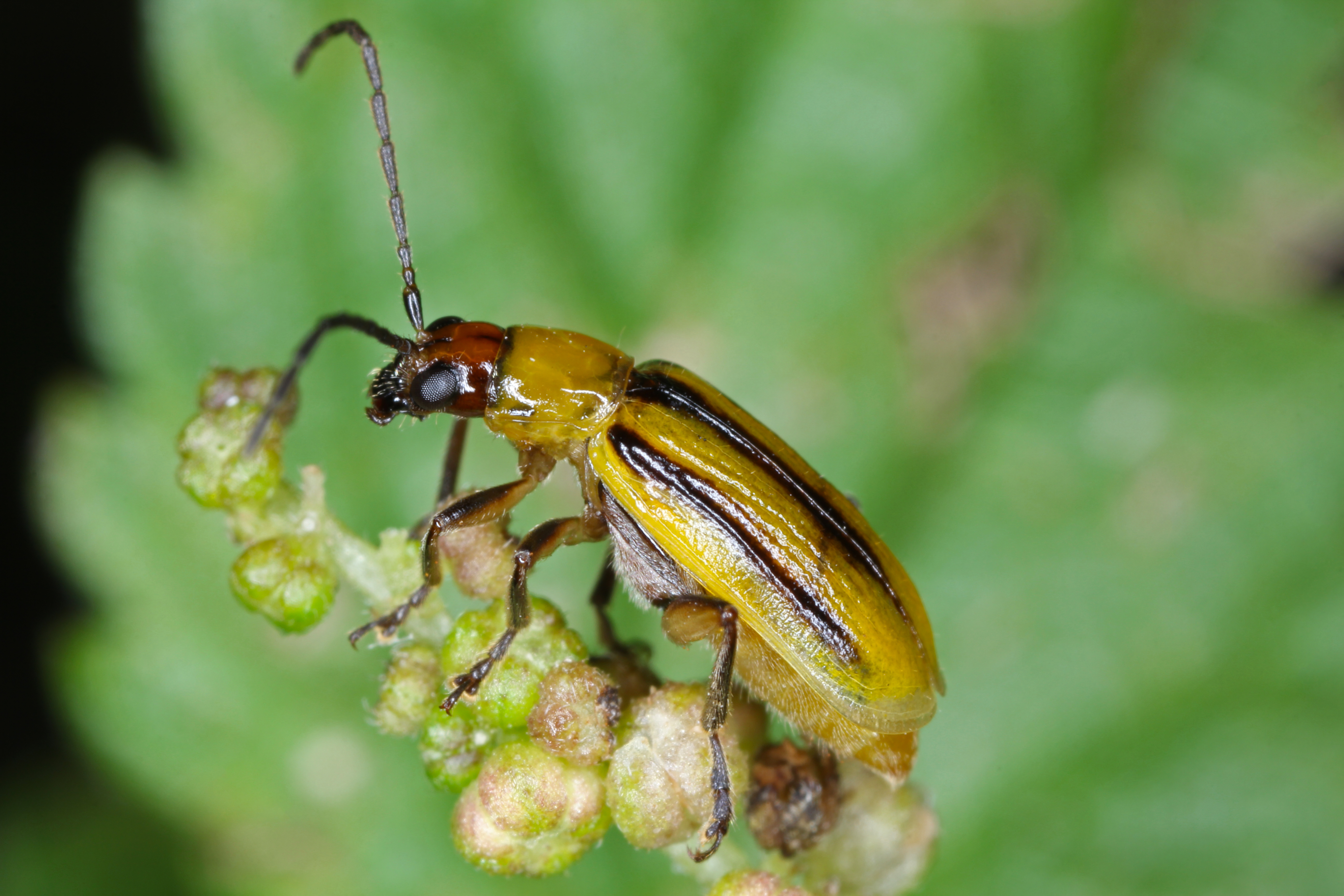 Corn rootworm